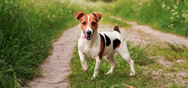 a jack russell standing on grass