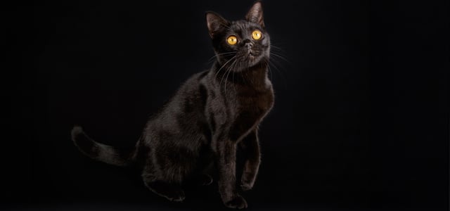 Black Cat Breeds - Our Guide to the Top 5 Black Cats