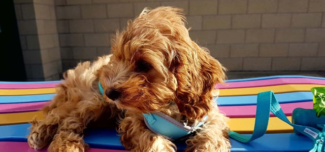 close up of cavapoo