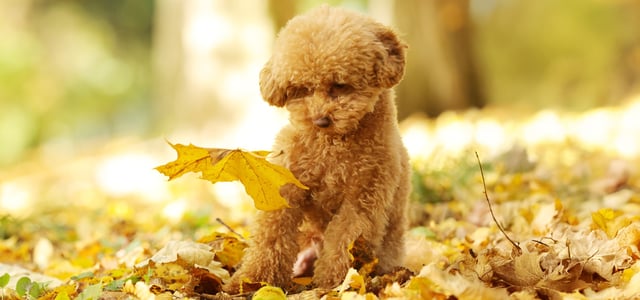A puppy Maltipoo looking at a floating yellow leaf.