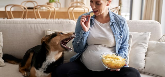 A dog laying on a couch trying to steal crisps from his pregnant owner.