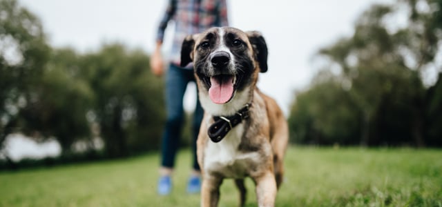 a dog standing on grass, his owner stands behind him but is out of focus 