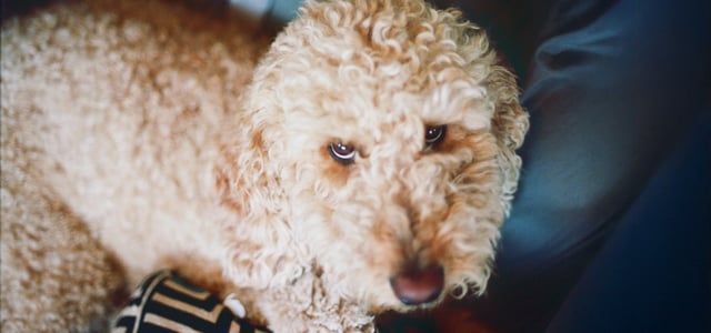 A labradoodle looking upwards.