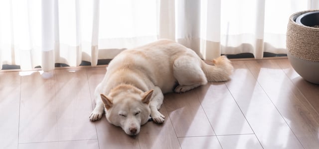 A white Shiba Inu sleeping on laminate flooring.