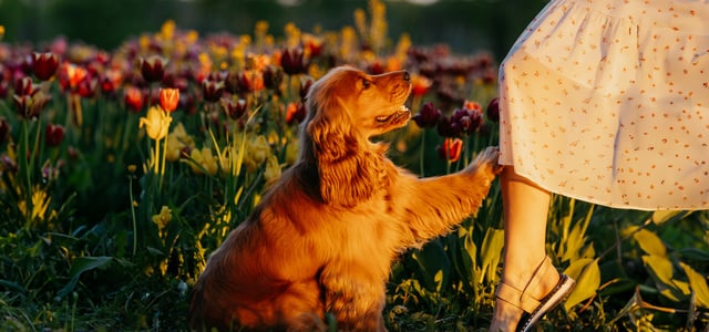 A dog putting their paw on their owners leg.