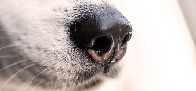 Wet dog's nose