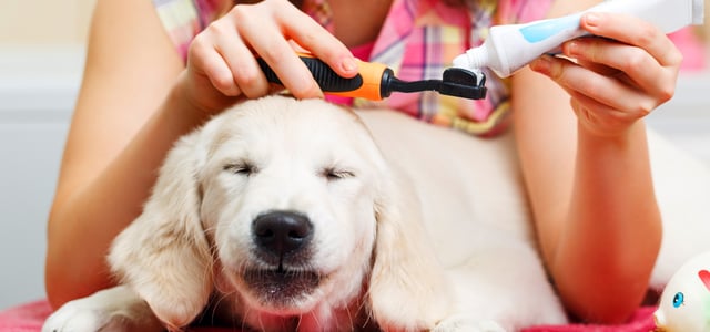 A close up of a dog getting their teeth polished.