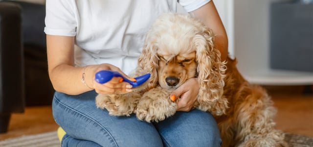 Golden show cocker spaniel being groomed by owner