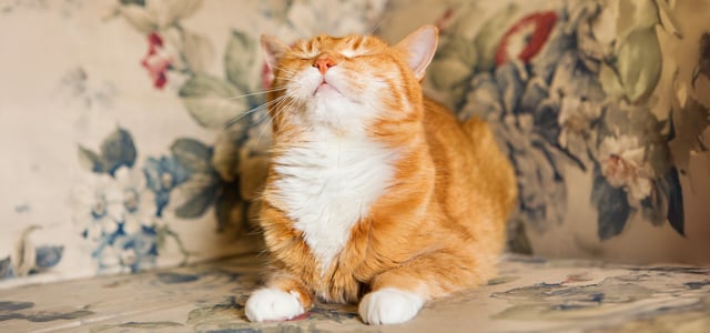 A ginger and white cat sitting on a floral chair.