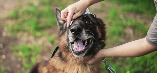 A German Shepherd having his eyes wiped whilst outdoors.