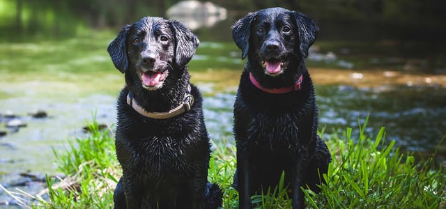 2 labradors sitting by lake