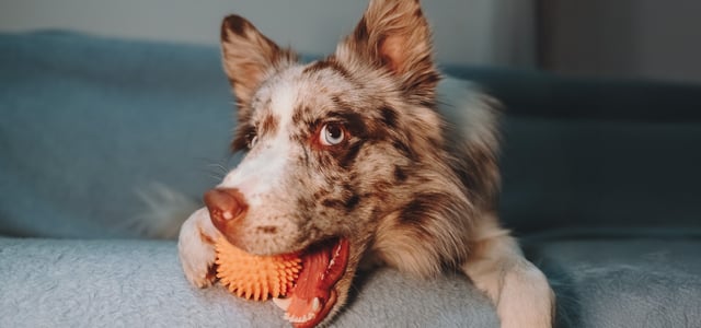 Border Collie lying on couch with ball in mouth