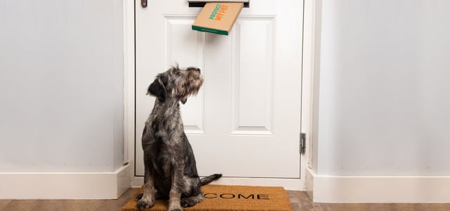 protect my pet promo image showing a dog sitting underneath a letterbox waiting for a delivery