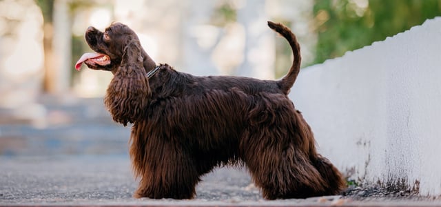 Cocker Spaniel with show cut standing on street with tongue out