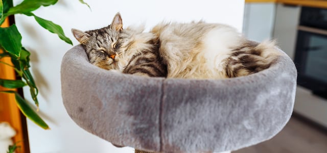 A fluffy cat resting in a tower bed.