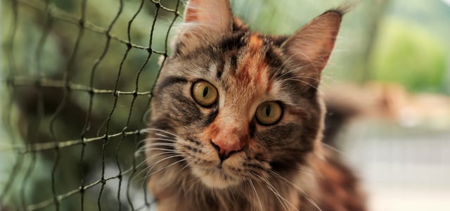 A close up image of a cat sitting next to a net.