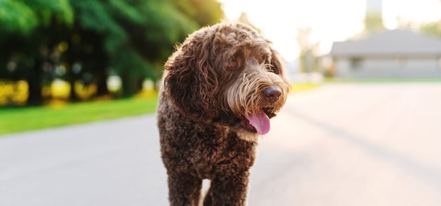 brown labradoodle walking on road