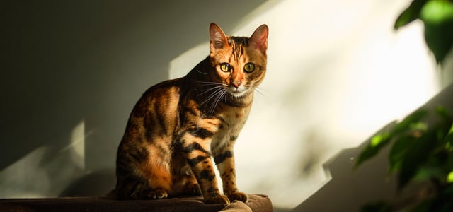 A bengal cat sat in a sunny patch.
