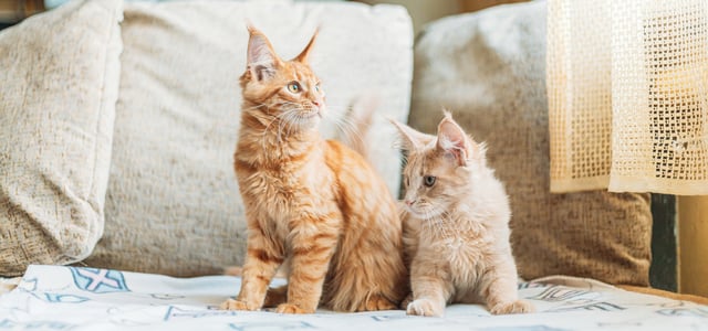 a ginger adult cat and kitten sitting next to one another on sofa