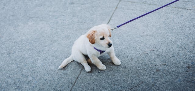 A puppy Labrador who doesn't want to walk on a lead.