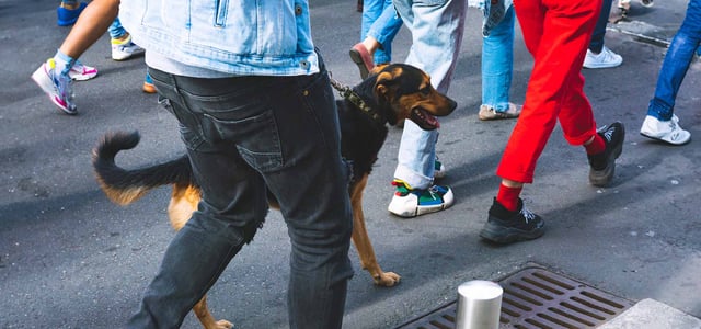 A dog walking in a crowd