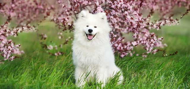 A samoyed sitting peacefully by a blossom tree.