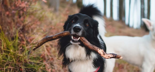 A dog with a stick