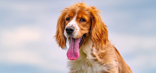 Spaniel with tongue out sitting outside