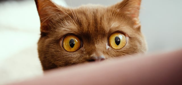 British shorthair close up of eyes
