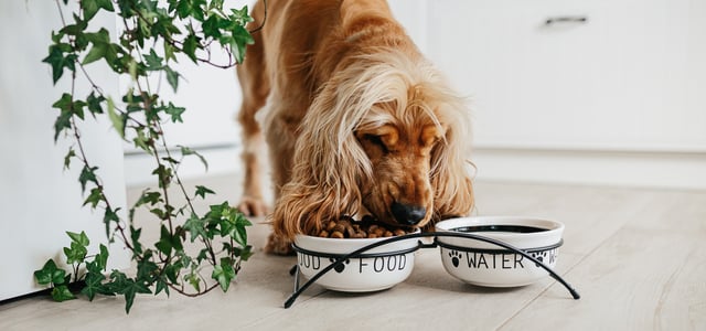 A Spaniel eating out of a food bowl.