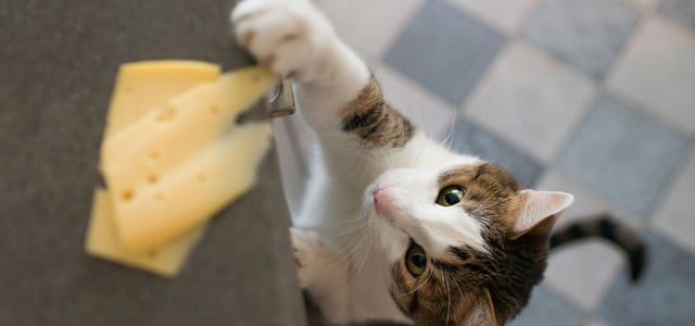 a cheeky cat trying to swipe some cheese from the worktop