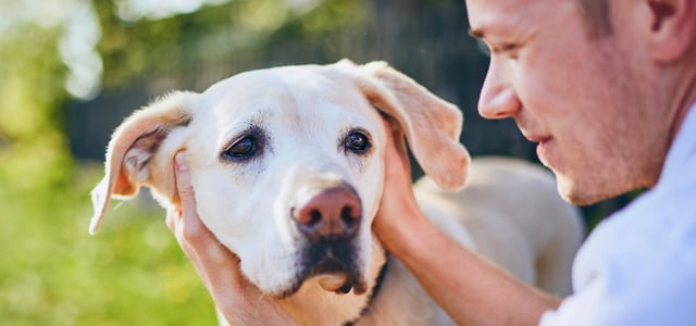 A man holding a labrador outdoors.