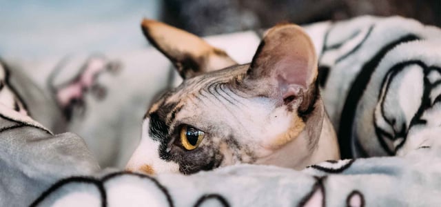 sphynx cat wrapped in blanket