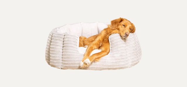 A dog laying in a comfy bed.