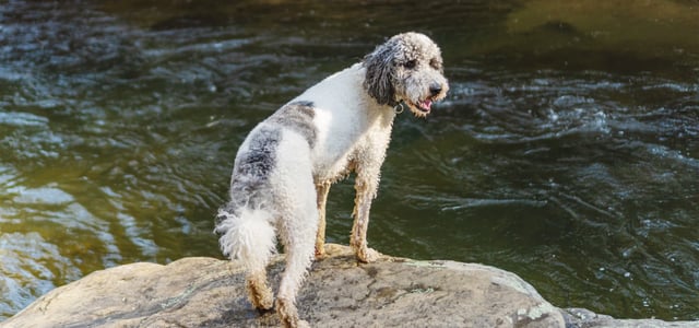 A Labradoodle on a rock.