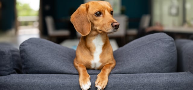Jackschund (cross between a Daschund and a Jack Russell leaning over the back of a grey couch
