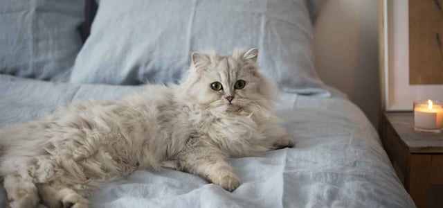 persian cat laying on bed