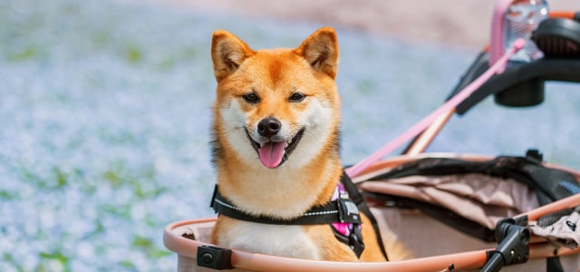 A Shiba Inu sitting in a pink pram.