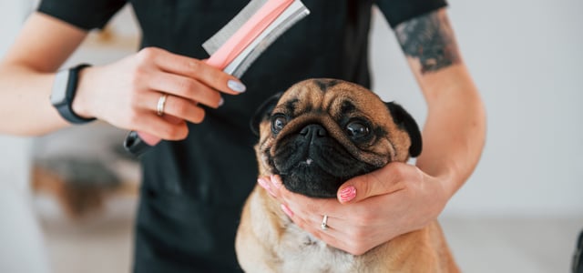 A Pug about to be groomed.
