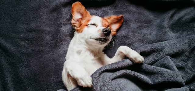 A Jack Russell tucked up in bed and laying on his back.