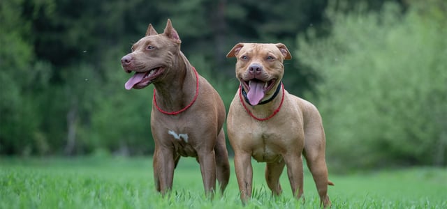 Two Pitbulls standing on a field of grass.