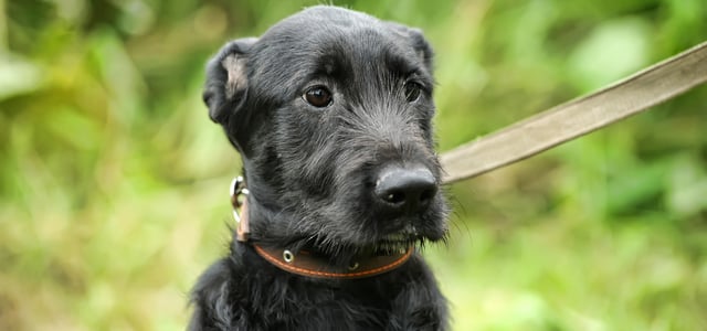 Black dog on lead looking a bit scared