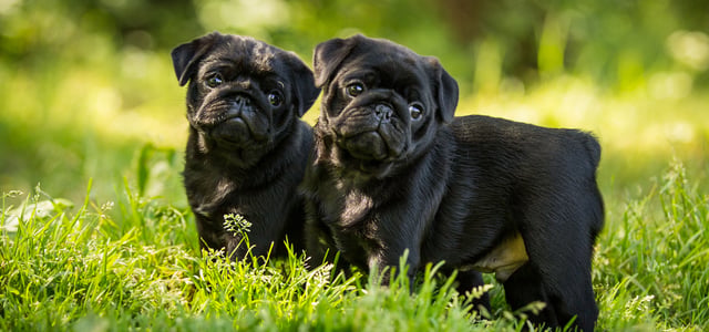 two black pugs in grass