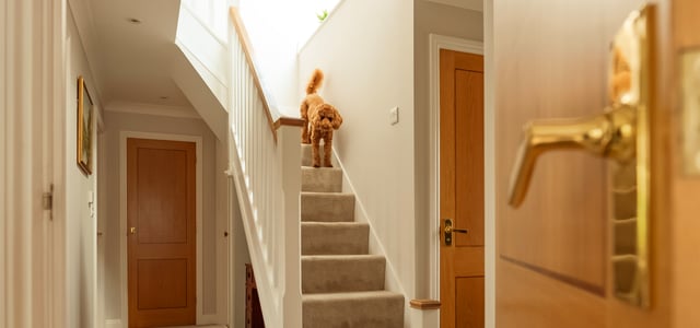 Cockapoo going down the stairs