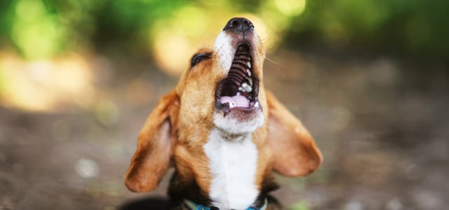 A beagle barking outdoors.