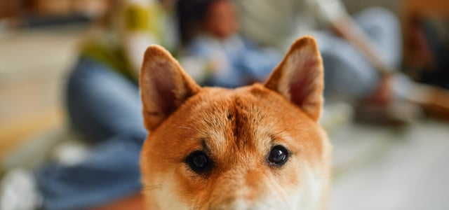 A shiba inu looking inquisitively at the camera.