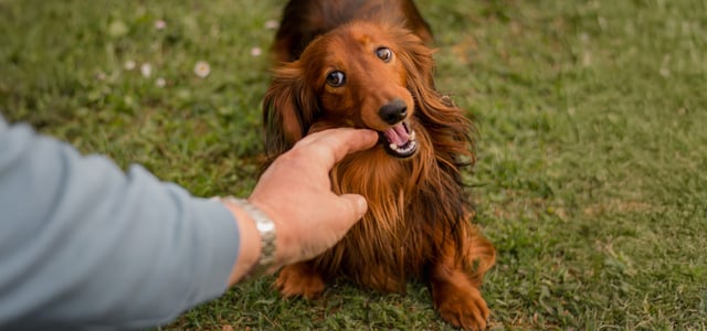 A dachshund trying to bite a finger.