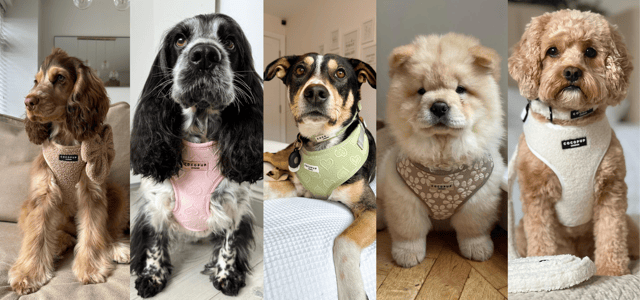 A collage of 5 dogs wearing Cocopup accessories