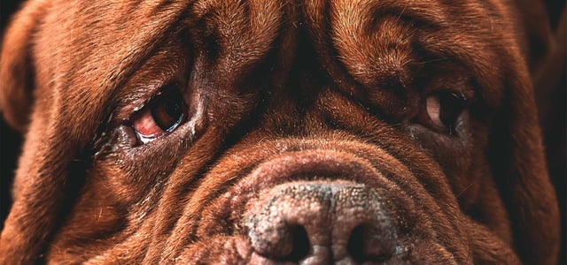 a dog with conjunctivitis