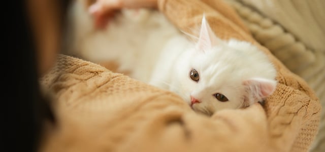 A white cat laying down and snuggling.